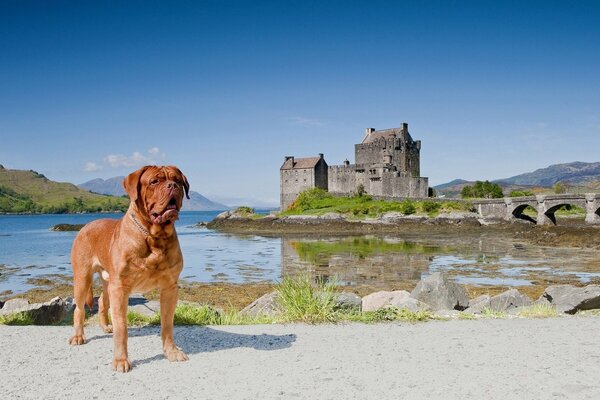 Cane sullo sfondo di un castello in Scozia