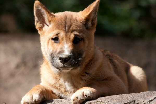 Cute dog dingo puppy