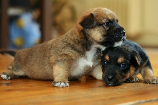 Chiots mignons dans la maison