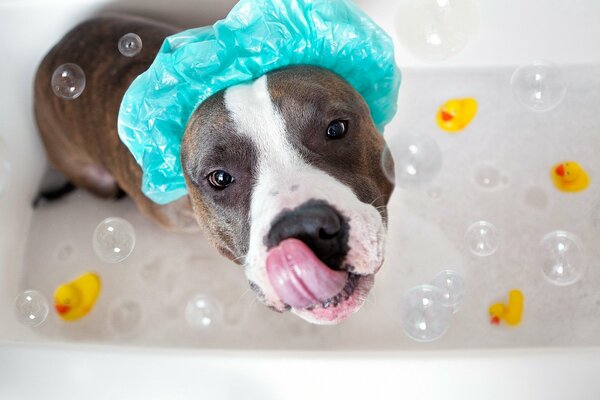 The look of a dog in the bathroom