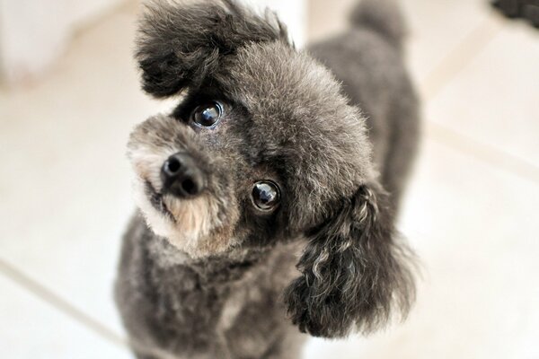 Süßer Hund, der mit einem sehr freundlichen Blick schaut