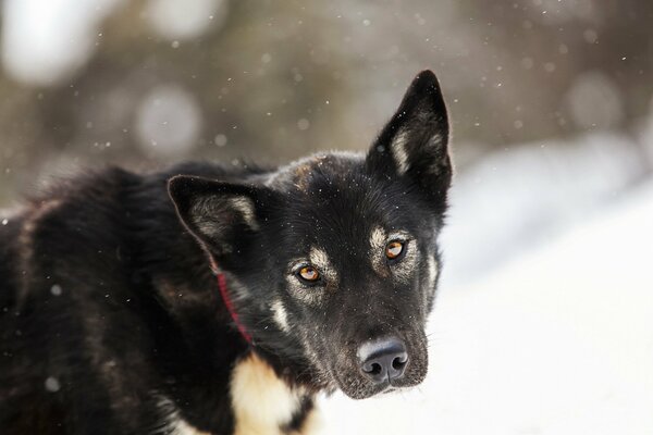 Black malamute with white spots