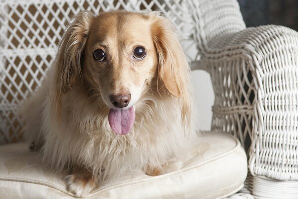 Cute dog shows tongue