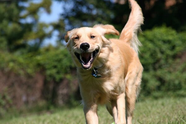 The smiling golden retriever runs