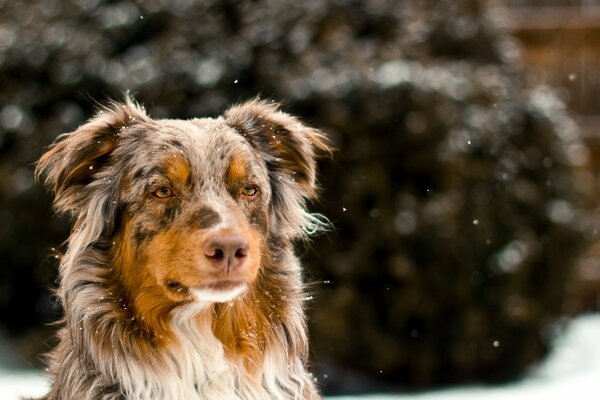 Bild eines Hundes bei Winterwetter