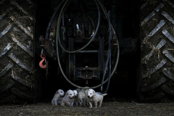 Piccoli cuccioli sullo sfondo di un grande trattore