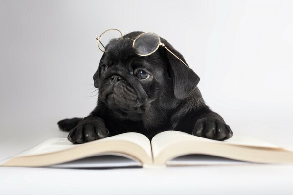 Ein kluger Hund mit Brille liest das Buch