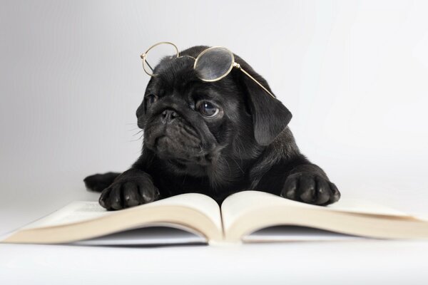 Un cane intelligente con gli occhiali legge il libro