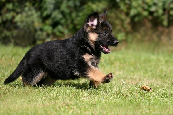 Chiot berger allemand en cours d exécution