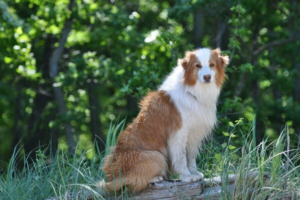 Chien rouge-blanc affable à la recherche