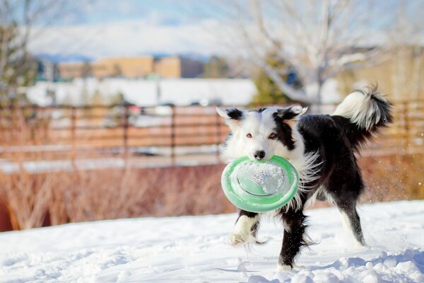 Gioco invernale nel cortile con il cane