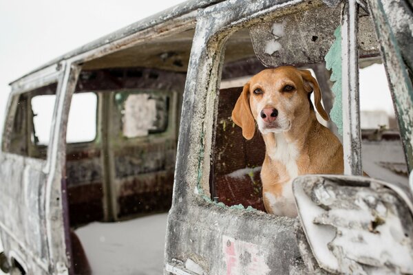 The faithful dog is sitting in the car