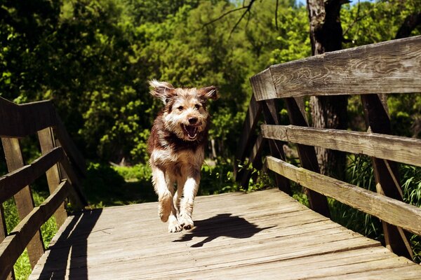 Im Sommer läuft ein Hund über die Brücke