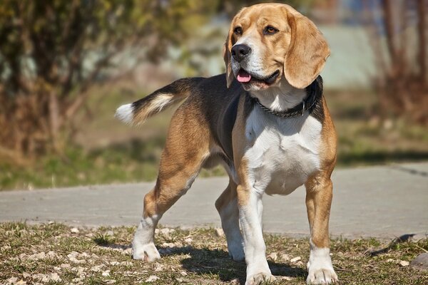 Cane beagle in una passeggiata