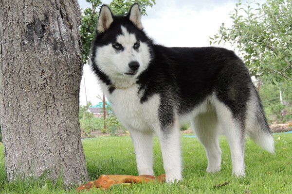 Gli insoliti occhi blu del Siberian Husky