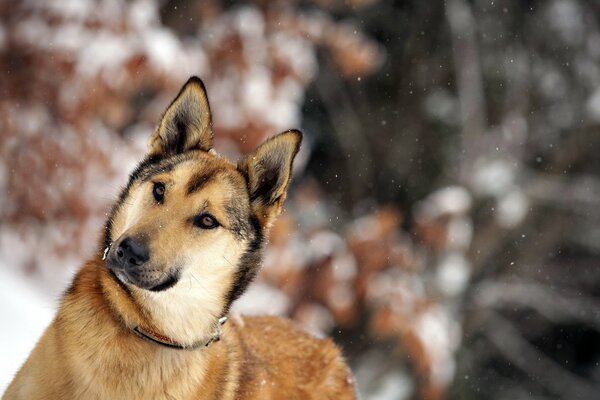 Perro barrigón en el bosque de invierno