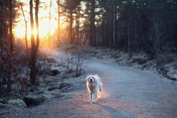 The dog runs along the snowy road