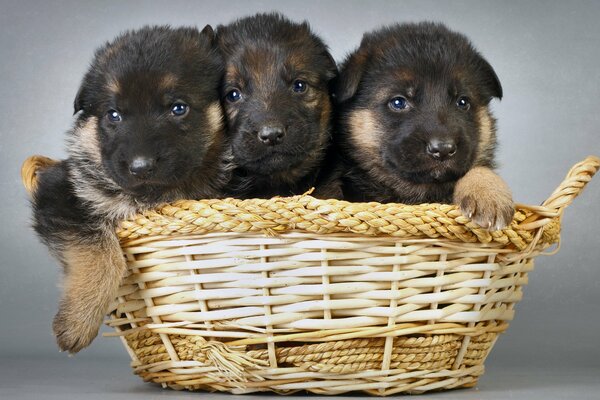 Tres cachorros en una cesta de mimbre sobre un fondo gris