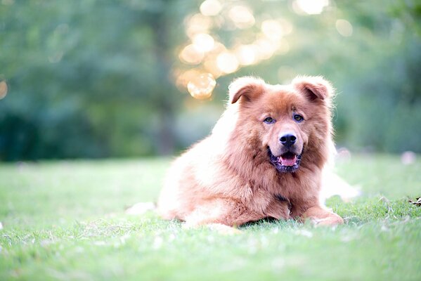 Большая добрая собака лежит на траве с размытым фоном