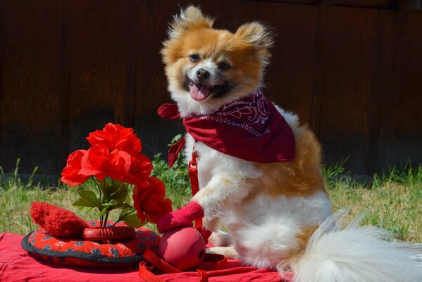 Roter Spitz mit roten Blumen