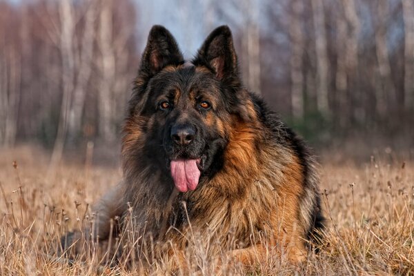 A big dog on the edge of the forest