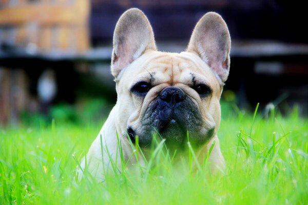 The head of a French bulldog on the grass