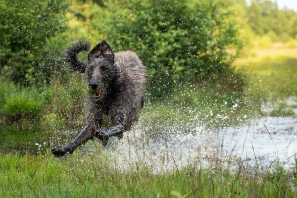 Собака выпрыгивает из воды с брызгами