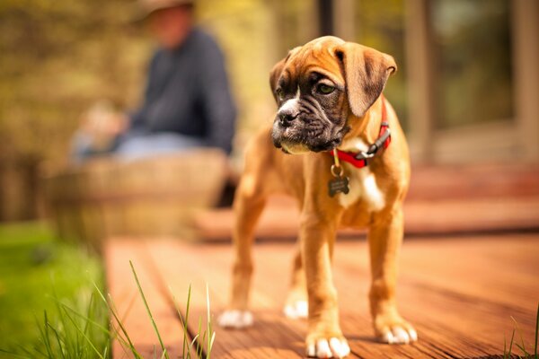 Chiot avec un regard triste avec un ami en arrière-plan