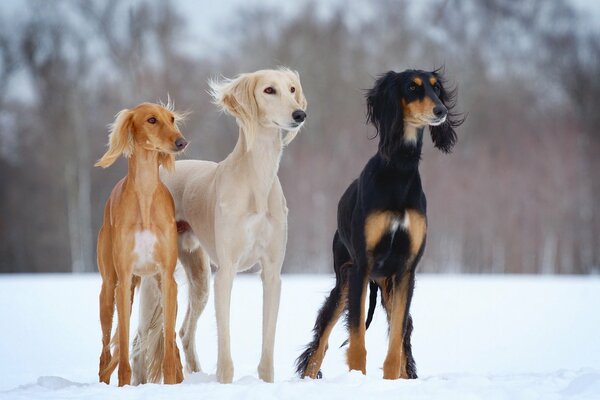 Trois chiens dans la forêt d hiver