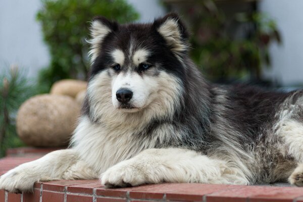 Chien moelleux sur le parterre de fleurs