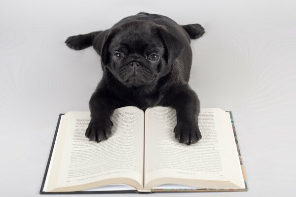 Hund auf Buchhintergrund