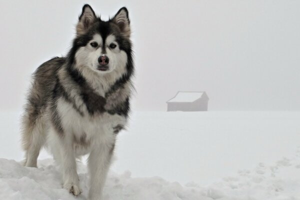 Zimowy obraz pies przyjaciel człowieka