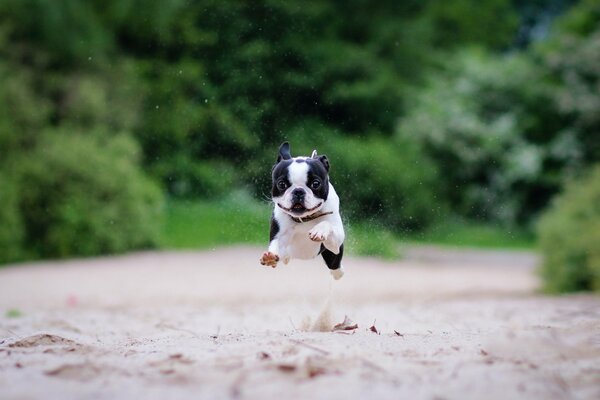 Bella corsa di Boston Terrier sulla sabbia