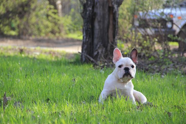 A white bulldog is sitting on the lawn