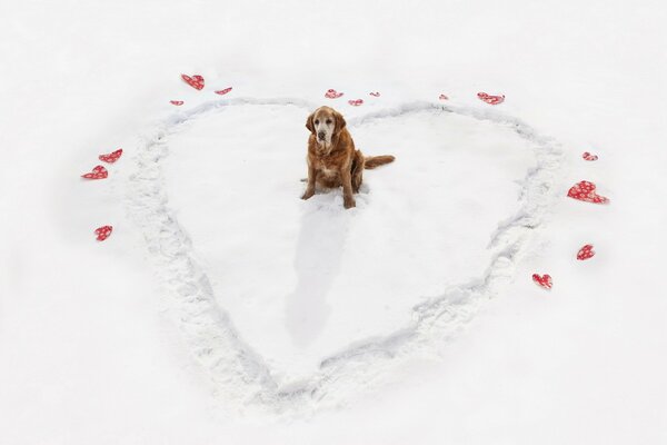 Perro en invierno en el corazón