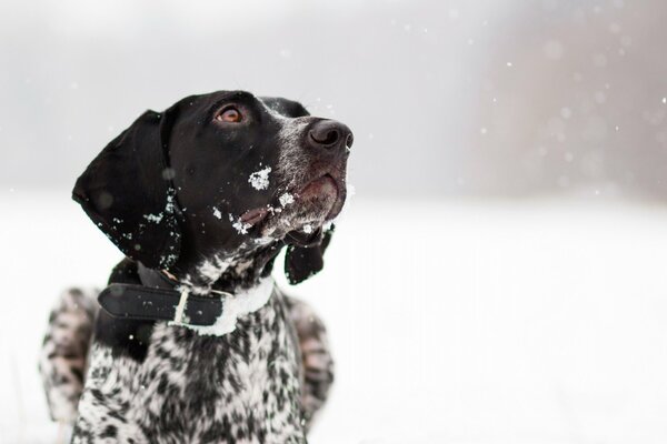 Mit dem Hund im Winter im Schnee spazieren gehen