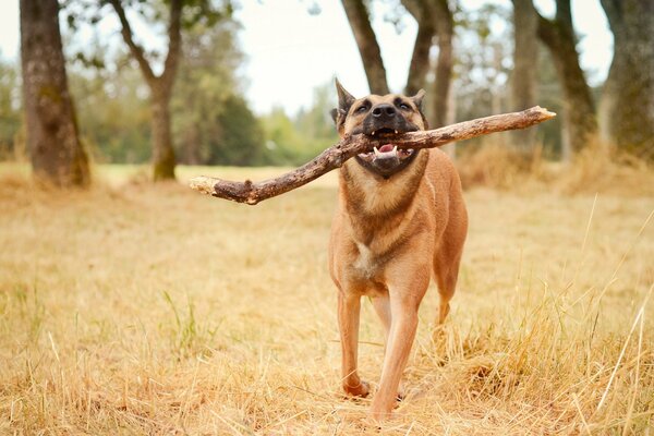 Entrenamiento de perro pastor lleva un palo