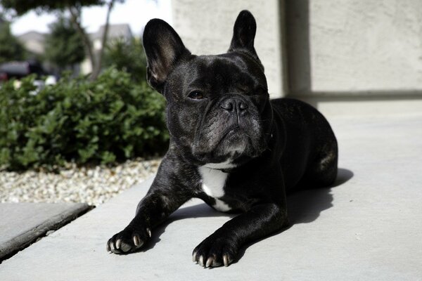 Chien noir couché ne touche personne