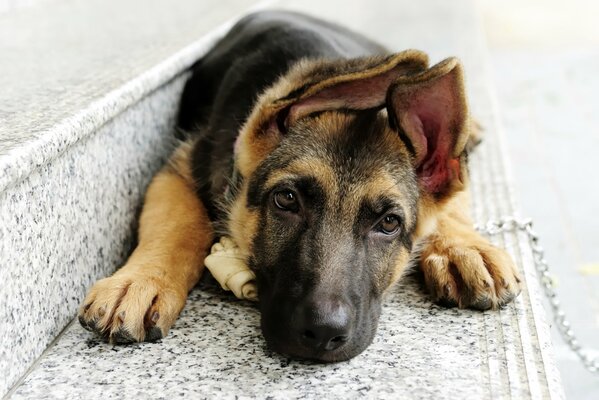 Chiot berger allemand se trouve sur les Marches