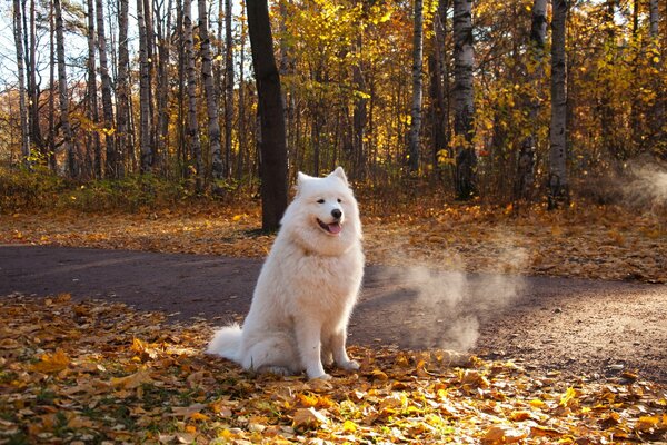 Ein großer weißer Hund sitzt im Herbstwald neben der Straße