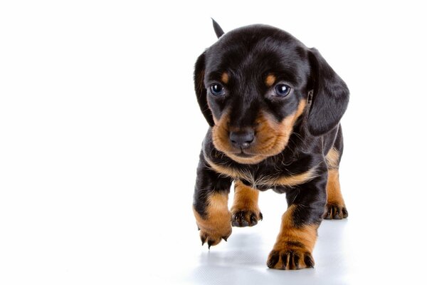 Cute dachshund puppy with a kind look