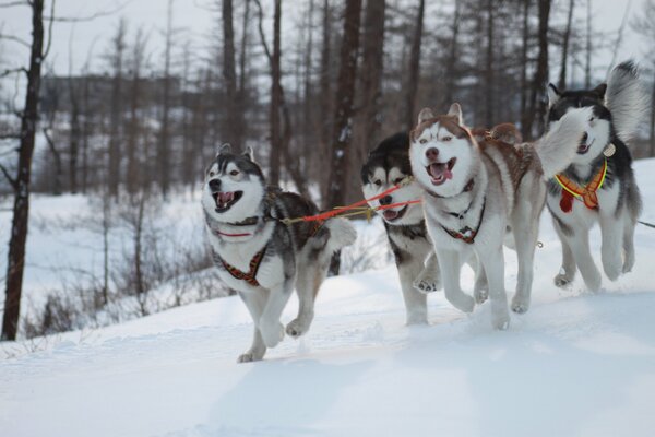 Huskies laufen im Schlitten durch den Schnee