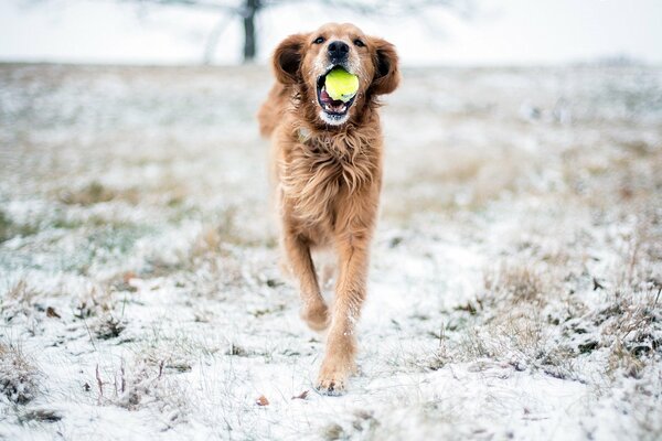 Laufender Hund mit Ball im Mund