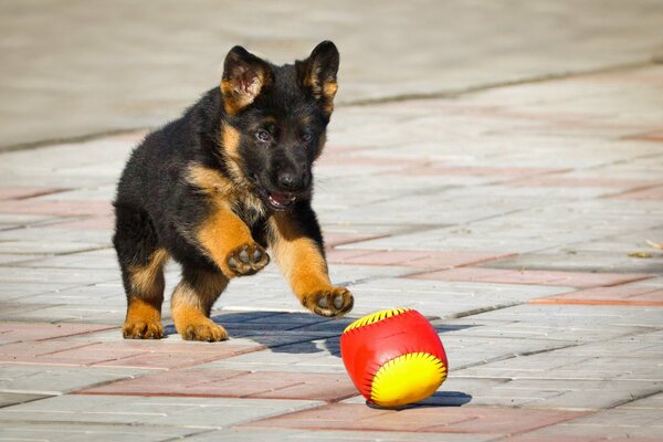 Cachorro de pastor alemán negro juega con la pelota