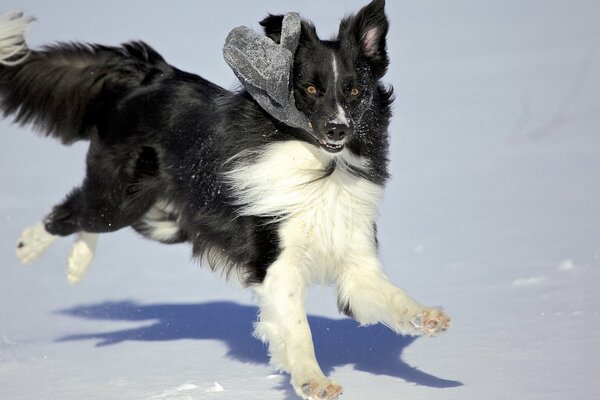 Black and white dog frolics in the snow