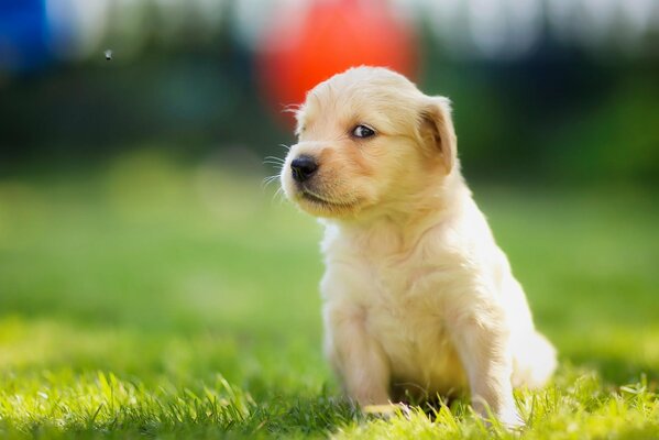 A white puppy sits on the green grass and looks away