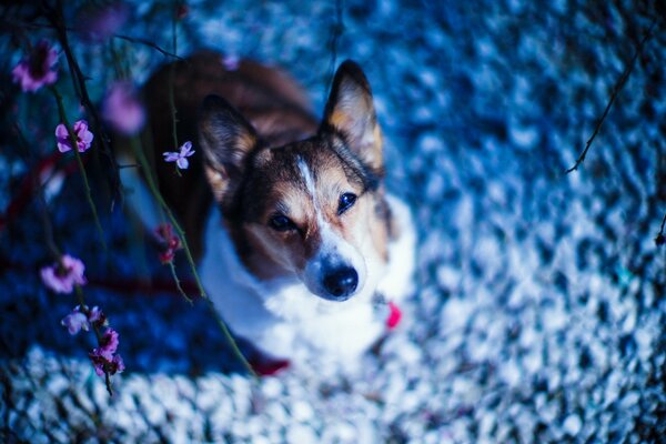 The dog looks up at the flowers on the tree