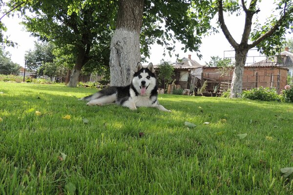 Cane di razza nel giardino sotto l albero