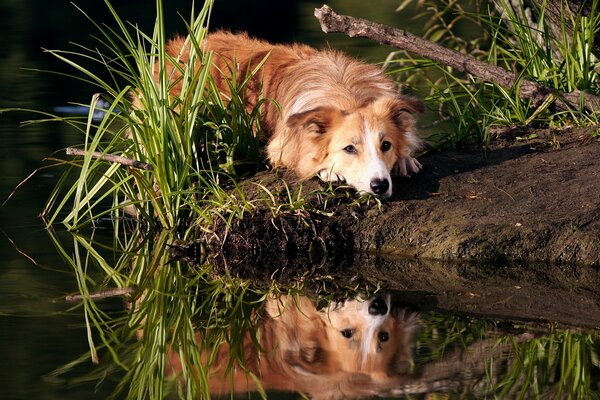 Reflection in the water of a border Collie dog lying on the shore