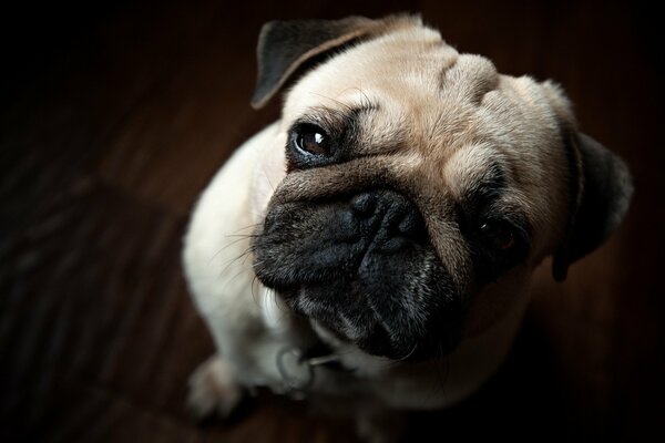 A beggar pug with a sad look